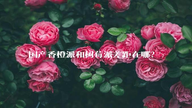 国产香橙派和树莓派差距在哪？